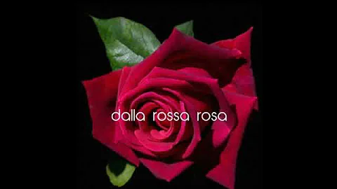 Viene sera - Maria Cascone