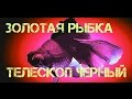 Аквариумные рыбки.Телескоп Черный