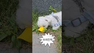 #짱구 #반려견 #강아지#puppy  #오리입#입마개