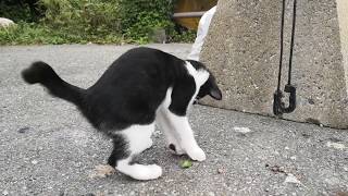 紐で遊ぶハチワレ子猫を観察する動画