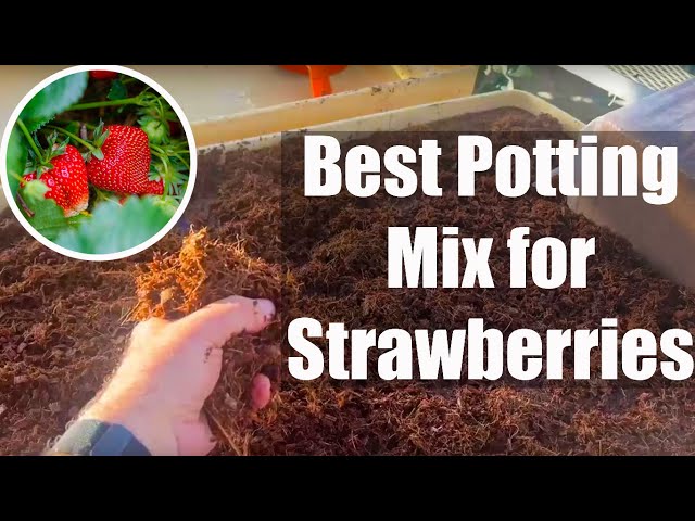 What is the Ideal Potting Mix for Strawberries? - YouTube