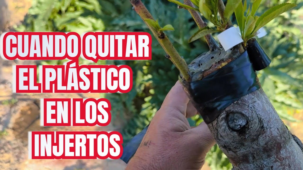 CUANDO QUITAR EL PÁLSTICO A LOS INJERTOS
