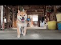 2023年7月1日(土) カメラを置いておくと面白いこと始める愉快な柴犬