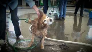 RAGOM Dog Wash