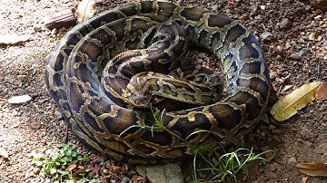 Primitive Technology: Simple DIY Python Snake Trap Using Real hands to Catches That Work 100%
