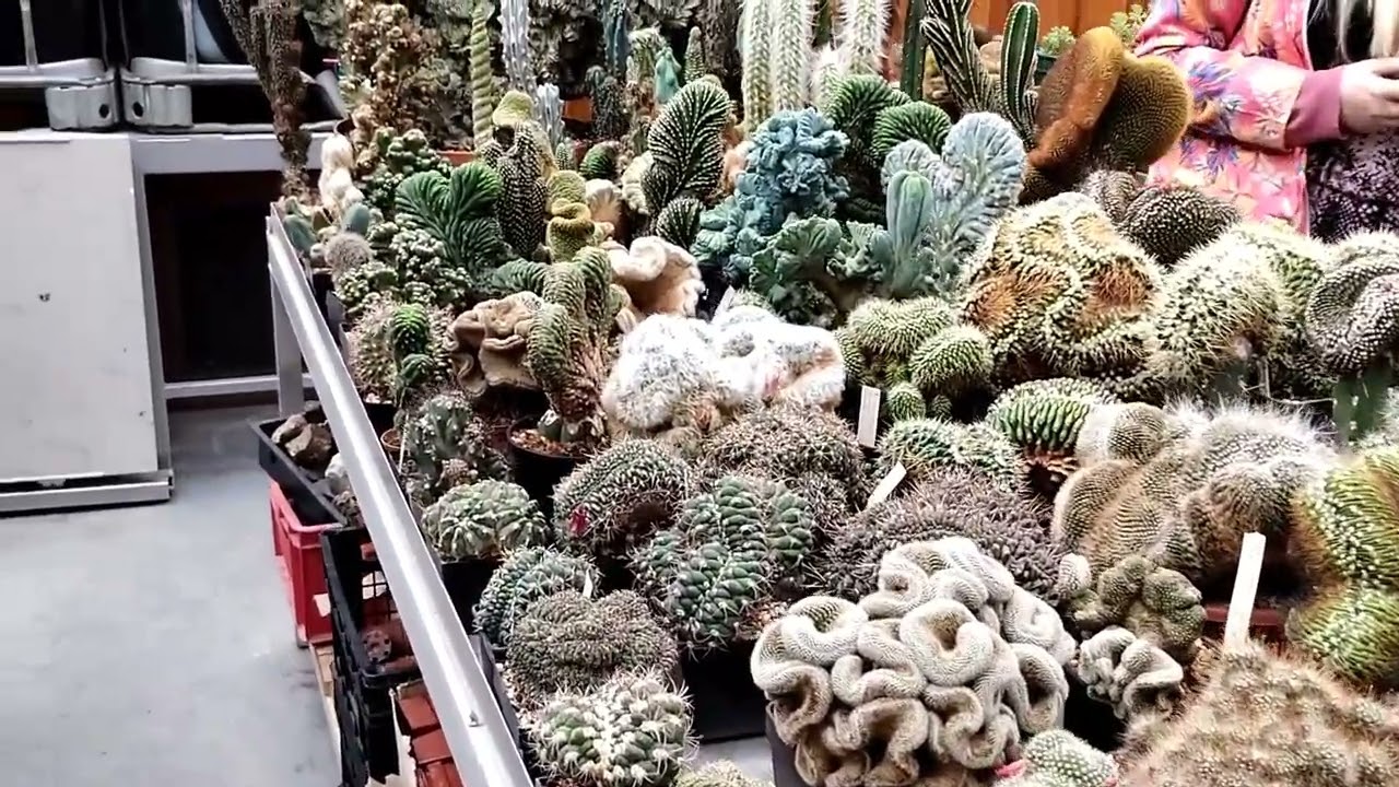 Incredible Slovak cactus collection #kaktusy #cactus #slovakia #ptmk