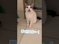 お散歩中毒になり何度も要求してくる猫#猫 #保護猫 #捨て猫