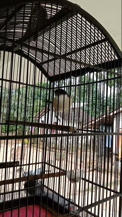 Cendet Madura Materi kolibri mematikan gaes