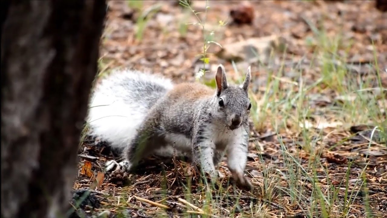 Cute & Funny Animal Clips (HD) Part 1 YouTube