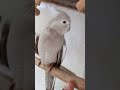 #viralvideo #cockatiel #petsfofinhos #modapet #parrot #pets #birds #calopsita #calopsitalove