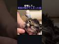 安堵して緊張が解けてしまった猫