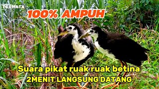 Download Lagu SUARA PIKAT RUAK RUAK BETINA MEMANGGIL JANTAN SUPER AMPUH MP3