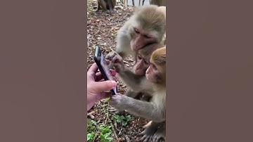 🐒Monkeys Using Smart 📞phones #shorts