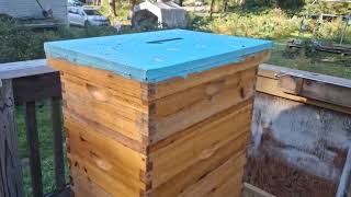 9/28/25 How to treat honey bees for Varroa mites the easy way.