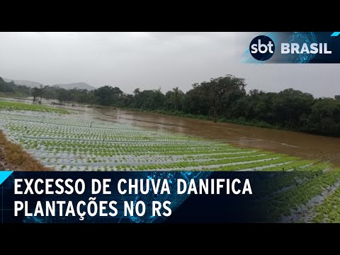 Video rio-grande-do-sul-espera-agua-baixar-para-calcular-prejuizos-nas-plantacoes-sbt-brasil-18-05-24