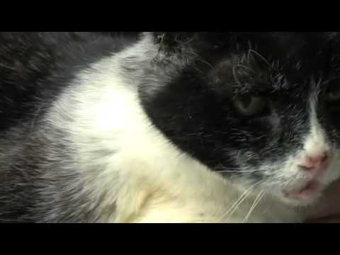 Video: Mob Cancer (Squamous Cell Carcinoma) Hauv Cats