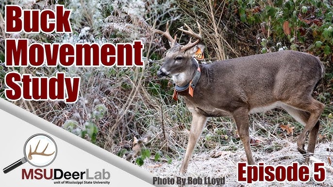 Penn State researcher defends deer antler point harvest