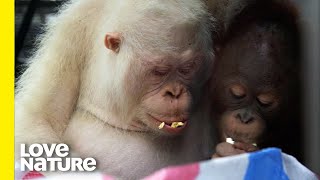 Download Lagu Alba The World's Only Albino Orangutan Does Puzzles! | Love Nature MP3 Download Lagu Alba The World's Only Albino Orangutan Does Puzzles! | Love Nature MP3