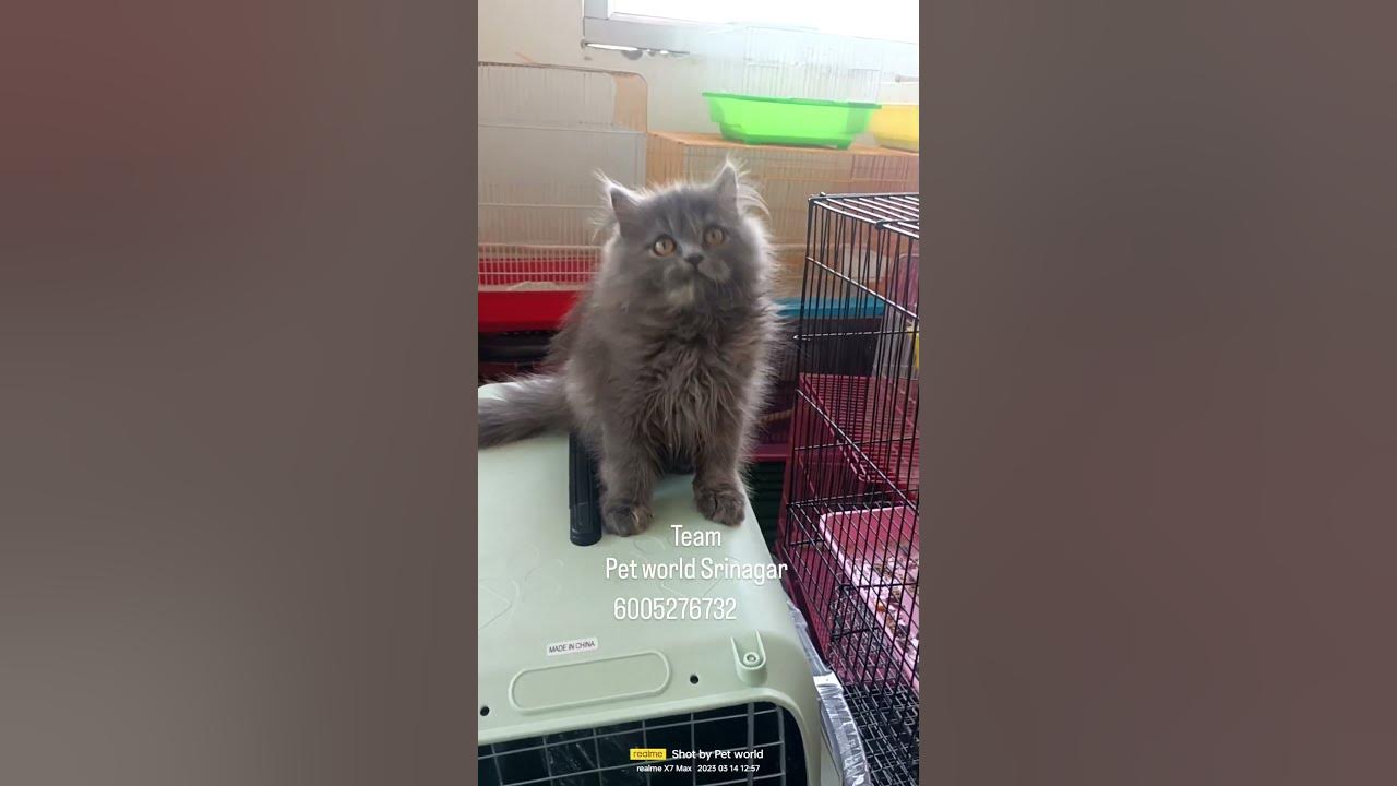 persian-kitten-available-for-sale-at-pet-world-srinagar-contact-number