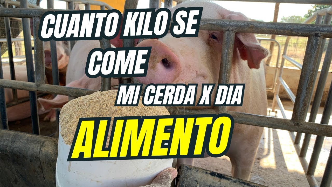 🐷¿CUANTO ALIMENTO SE COME MI 🐖CERDA ?🐽@granjaporcinacastillo  @AgroliferdTV @PasionPecuariaRD