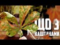 ЧОМУ УКРАЇНСЬКІ КАШТАНИ СОХНУТЬ а не жовтіють як і має бути ЧОМУ УКРАЇНСЬКІ КАШТАНИ СОХНУТЬ а не жовтіють як і має бути