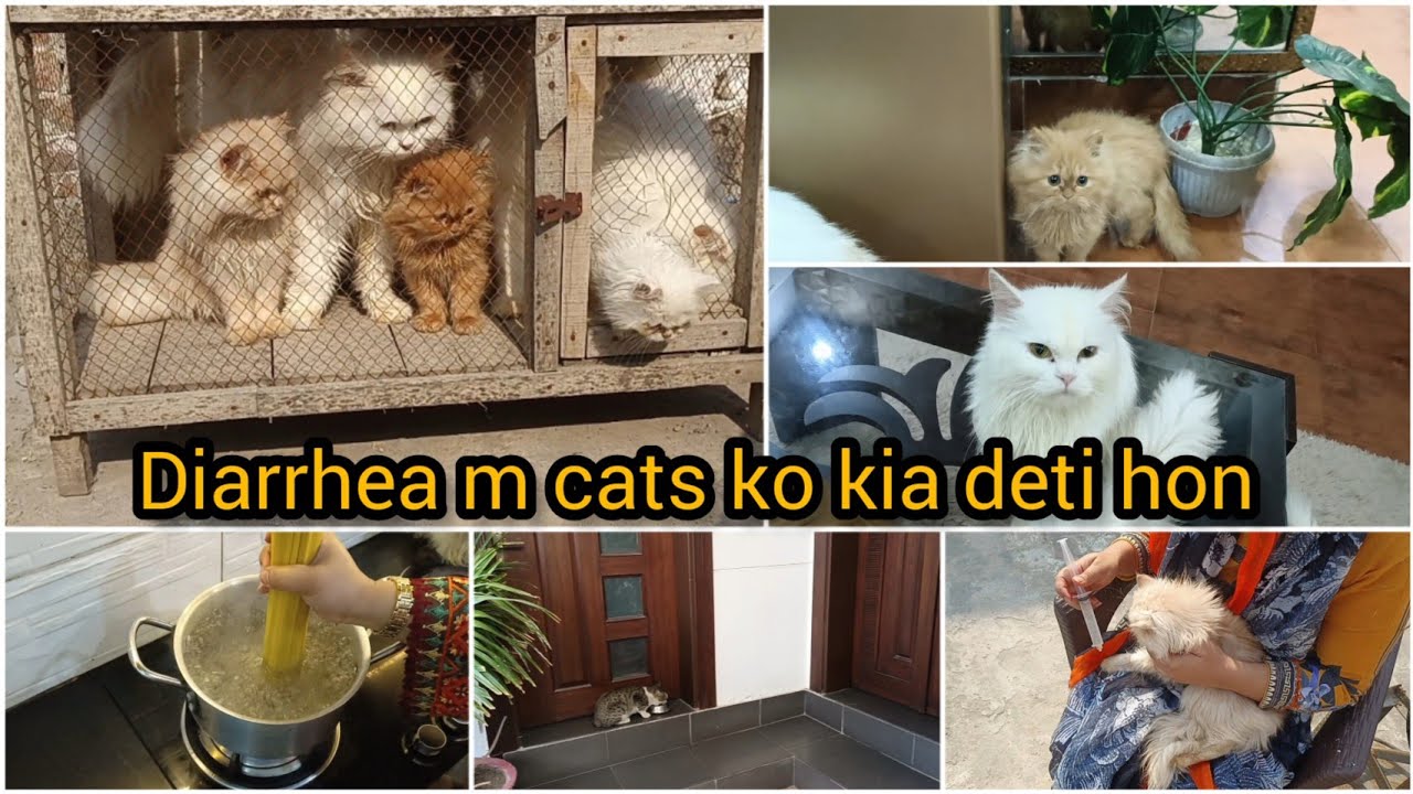 Aj boht Shadeed migraine Hy diarrhea m kon si medicine deti hon cats