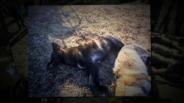 2014 - Predator Challenge Recap