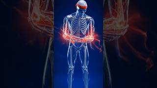 What Happens If You Train Triceps Only for 7 Days?#skeleton