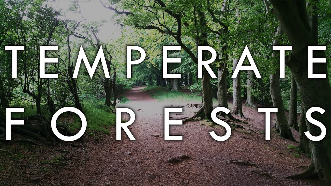 The Temperate Forest Biome - Biomes#6 - YouTube