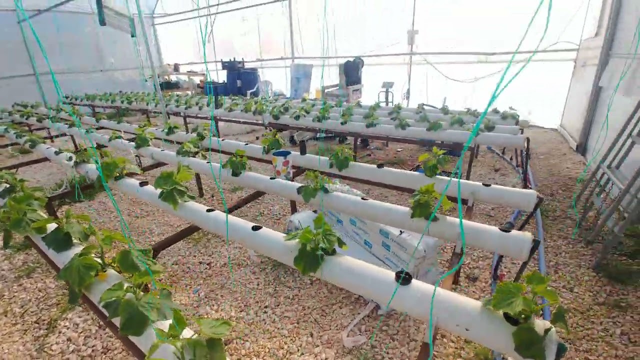 SOĞUK HAVALARDA SERALARDA NE YAPILMALI NE GİBİ ÖNLEMLER ALINMALI !!