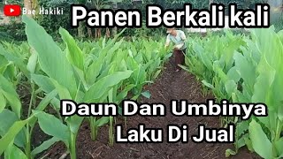 HOW TO PLANT TURMERIC / PLANTING ONCE, HARVESTING MANY TIMES