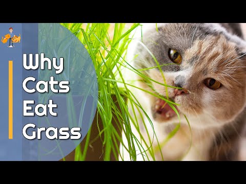 Wideo: Dlaczego mój kot je trawę lub rośliny doniczkowe?