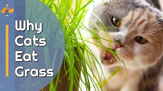 Why Do Cats Eat Grass?  The Mystery is Solved!