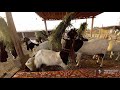 Full interview with haji allah dino chandio owner patri goats farm