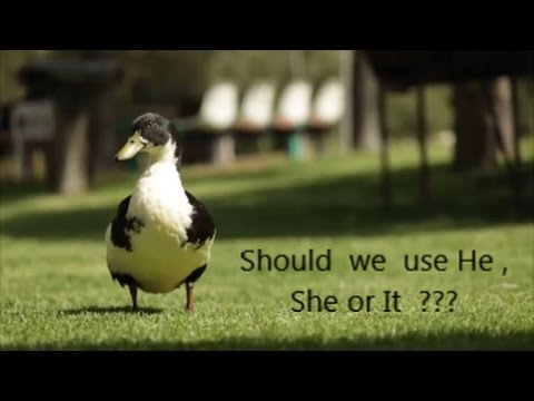 Pronouns For Animals - He, She or It ? Who, Whom or Which ? - YouTube