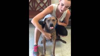 Celebrity #152365 Male Plott Hound Mix Net Worth