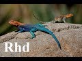 lizards, hiraks of Augrabies WaterFalls - Nature 2018 HD Documentary.