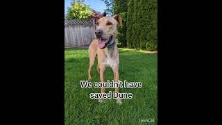 The importance of fostering