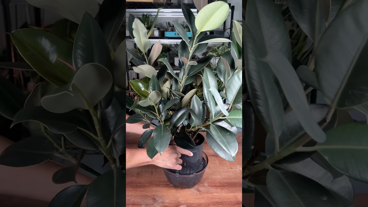 How I Propagate Rubber Plants - Ficus Elastica. 
