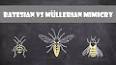 The Fascinating World of Entomological Mimicry ile ilgili video