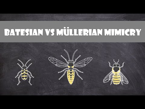 Batesian vs Mullerian Mimicry