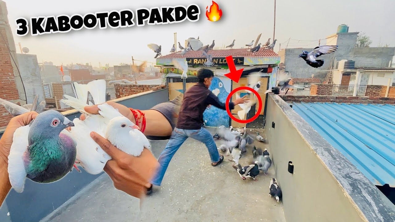 3 kabootar 🕊️ Pakde Aaj 🔥| 3 कबूतर पकड़े आज ❤️