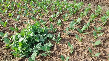 bấm ngọn hoa cúc