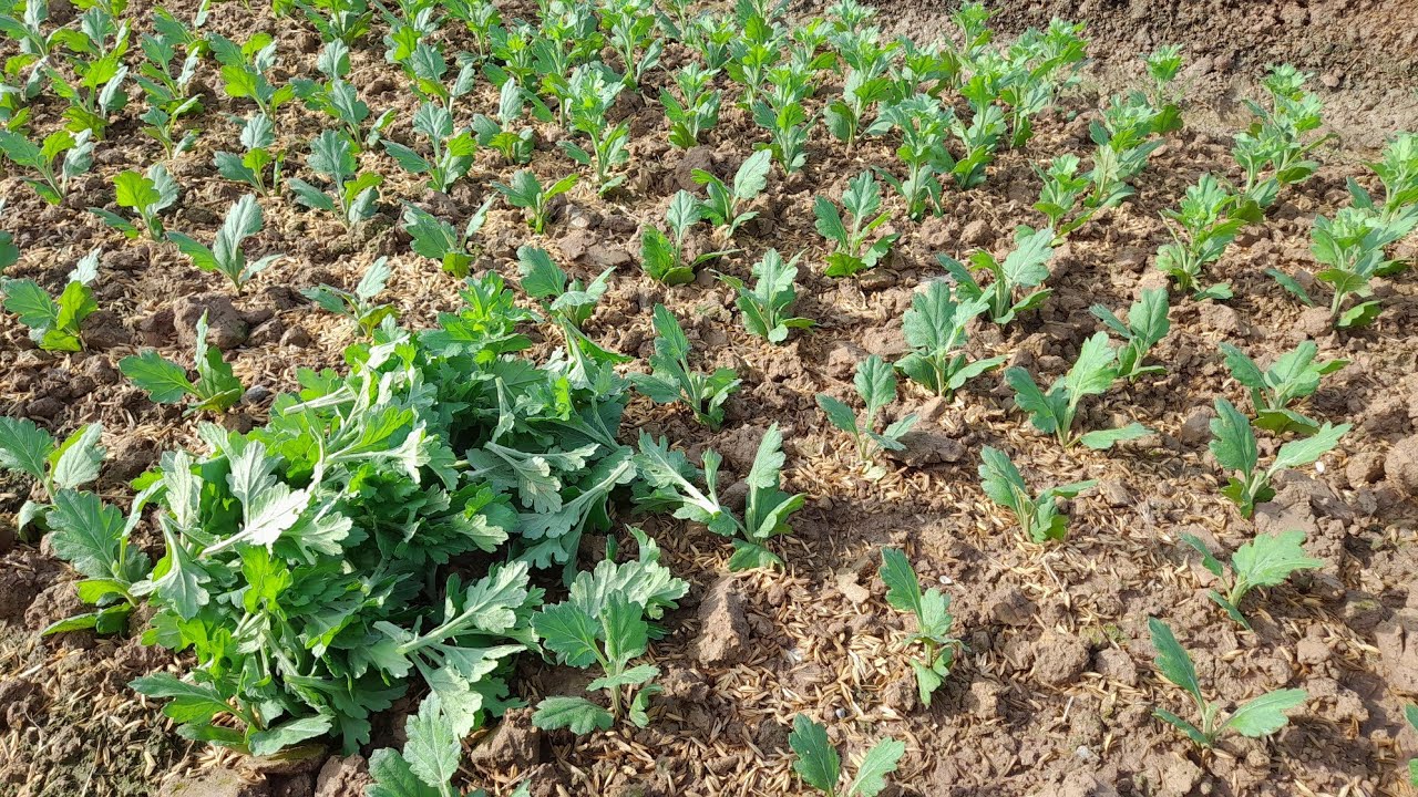 bấm ngọn hoa cúc