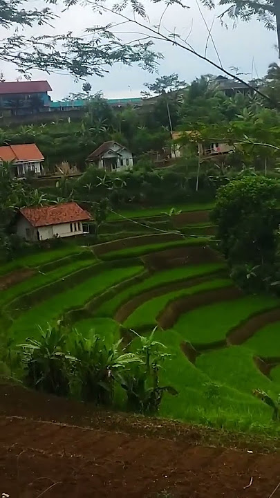 Suasana Pedesaan Dengan Rumah Tengah Sawah Bikin Rindu | Pedesaan Sunda #shorts #suasanapedesaan
