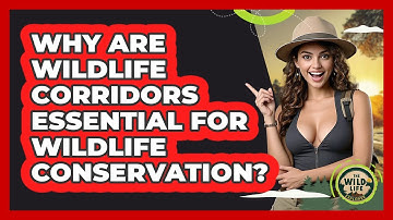 Why Are Wildlife Corridors Essential For Wildlife Conservation? - The Wild Life Explorer