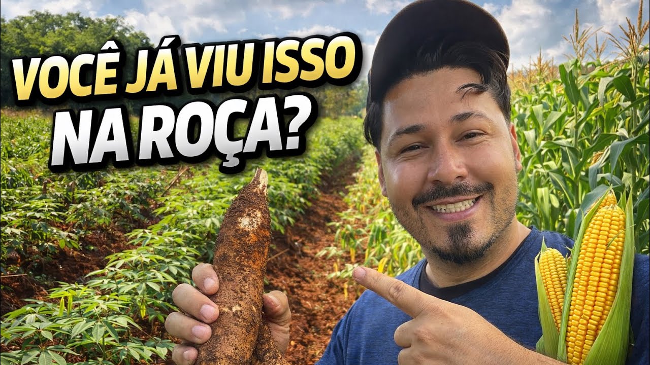 Mostrando a roça de mandioca e de milho na ricado Jhow #roçadojhow #plantação #roça 