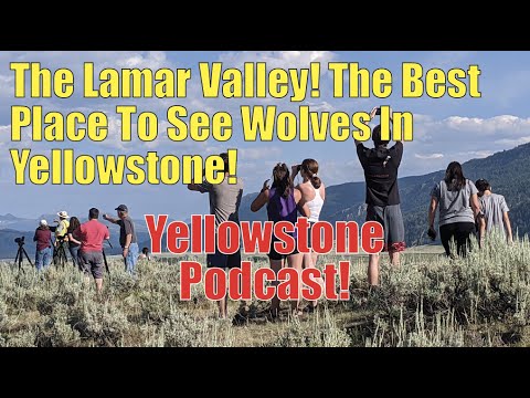 Vídeo: Lobo De Invierno Mirando En Yellowstone 