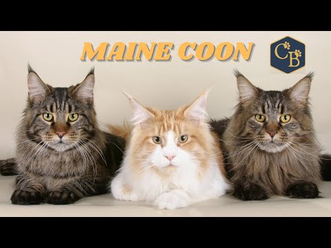 वीडियो: शीर्ष 10 बिल्ली नस्लों के लिए सबसे लोकप्रिय नाम