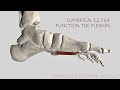 Lumbrical muscle 1 2 3 4 function toe flex  3d animation